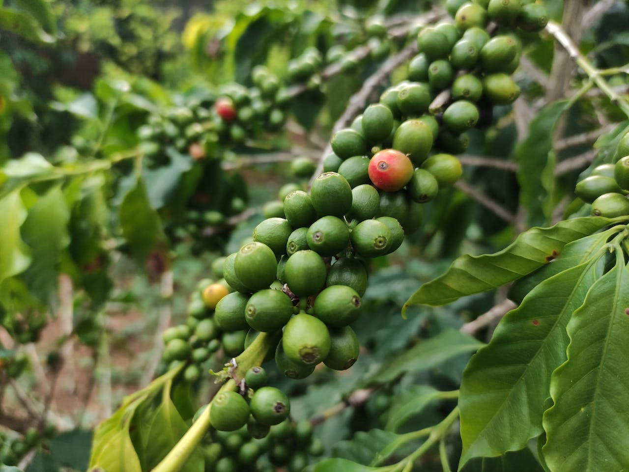 Detailed shot of green and red coffee berries on a branch, showcasing coffee plant growth.