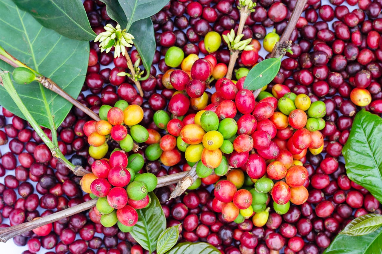 Vibrant close-up of fresh coffee cherries and green leaves, showcasing nature's vivid colors.